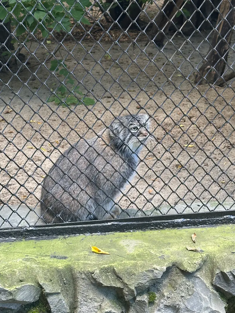 ノヴォシビルスク動物園のゾーシャの写真