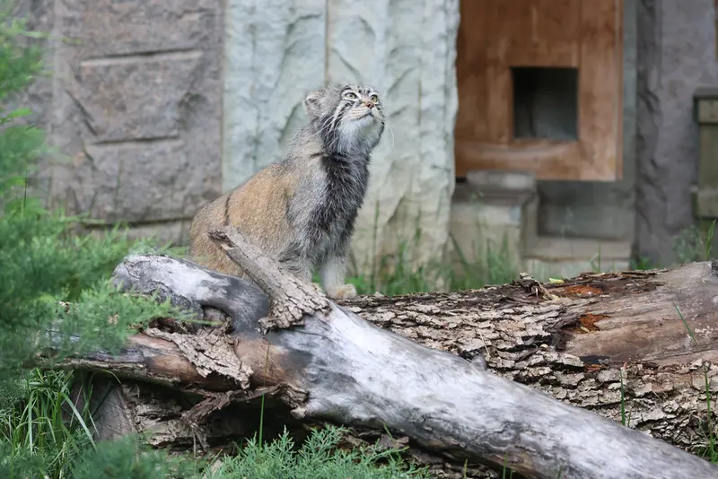 モスクワ動物園のティモフェイの写真