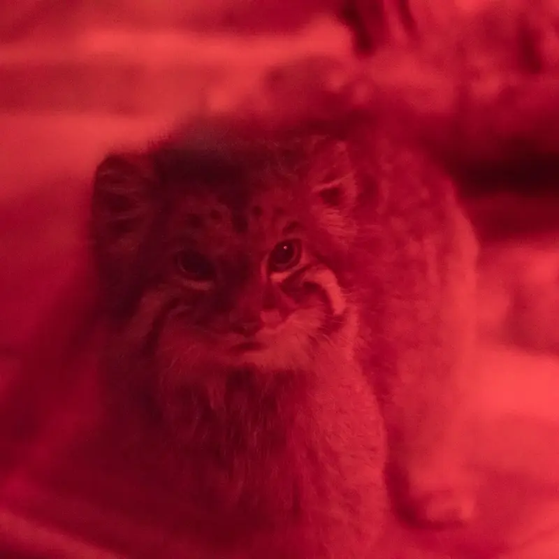 恩賜上野動物園のナイマの写真