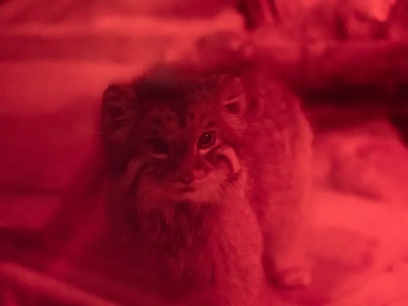恩賜上野動物園のナイマの写真