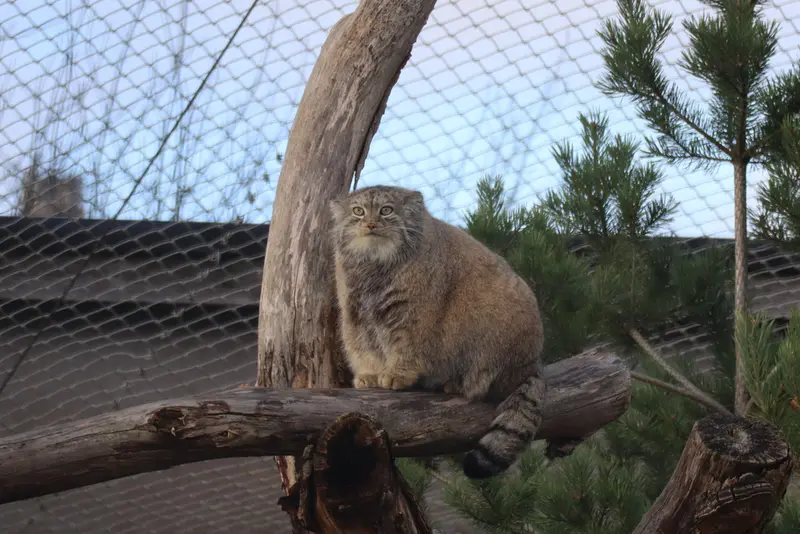 コルケアサーリ動物園のミミの写真
