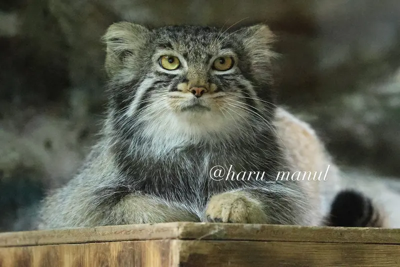 恩賜上野動物園のアブリコースの写真