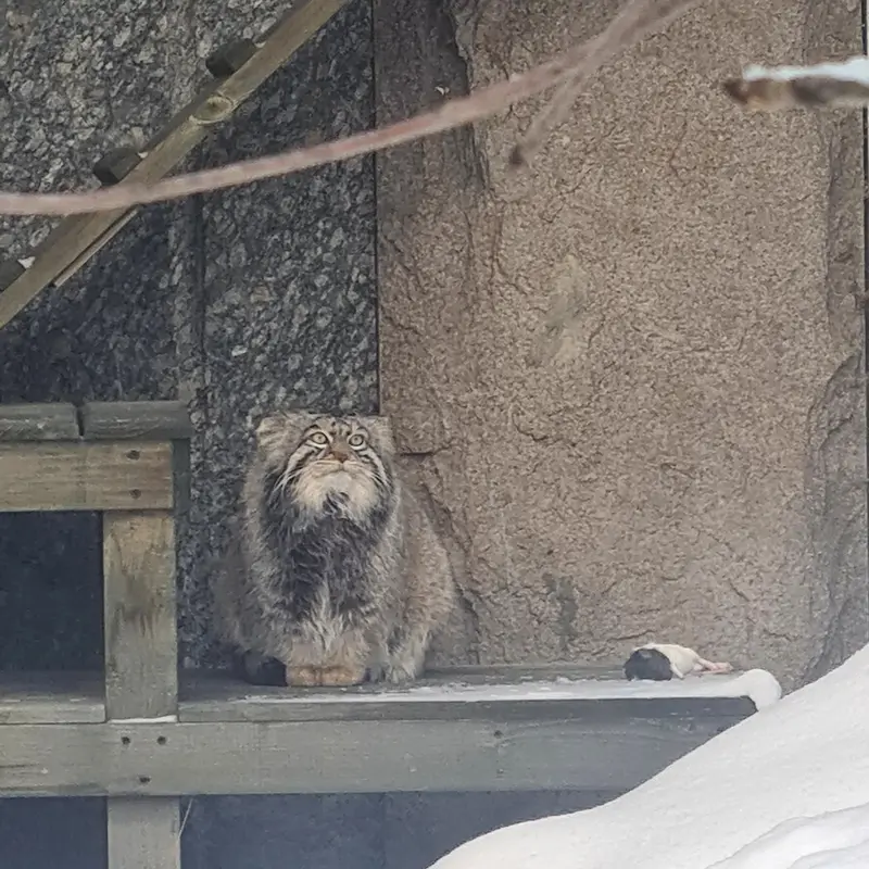 モスクワ動物園のティモフェイの写真