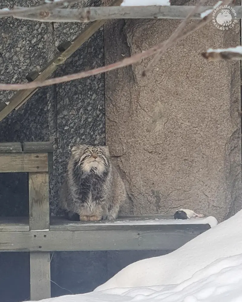 モスクワ動物園のティモフェイの写真