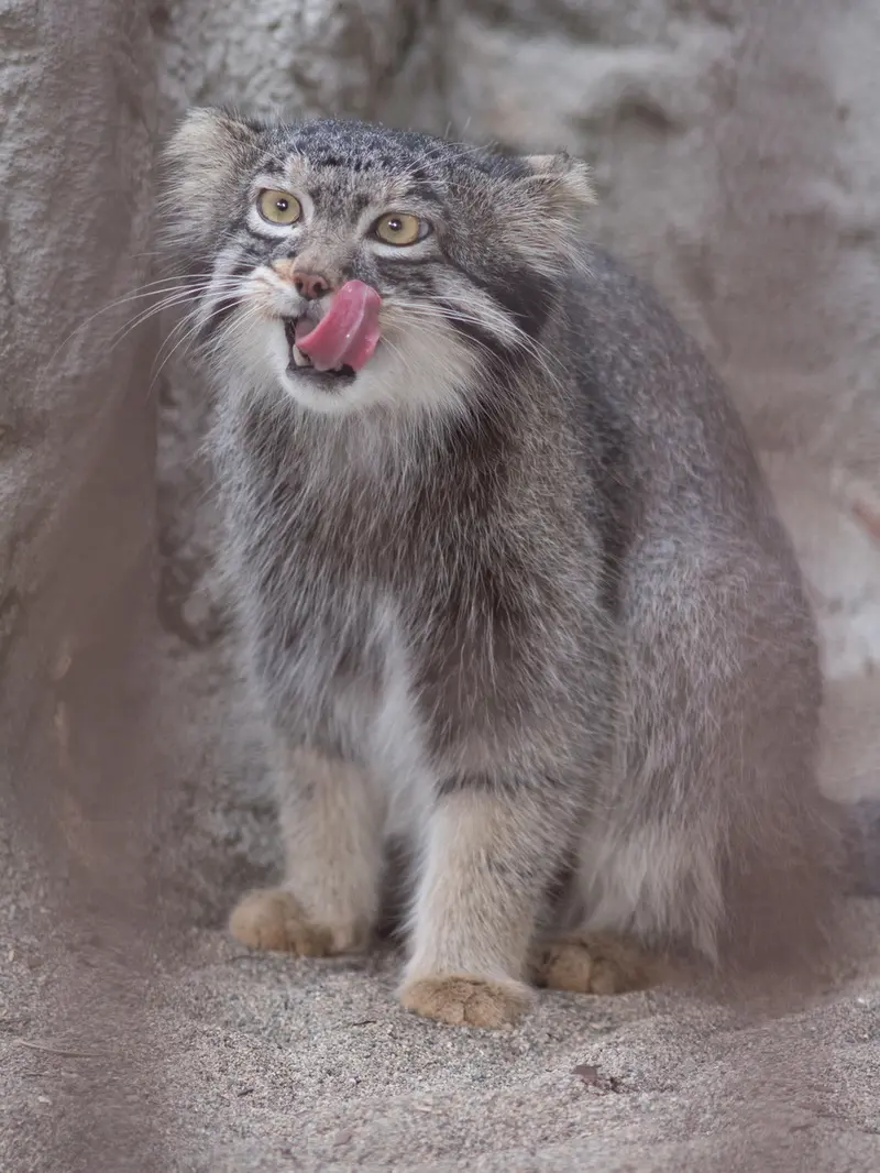 野毛山動物園のフィーガの写真
