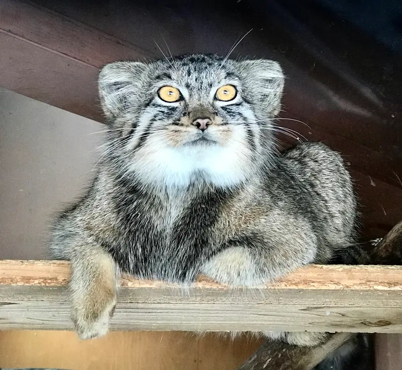 埼玉県こども動物自然公園のプリームラの写真
