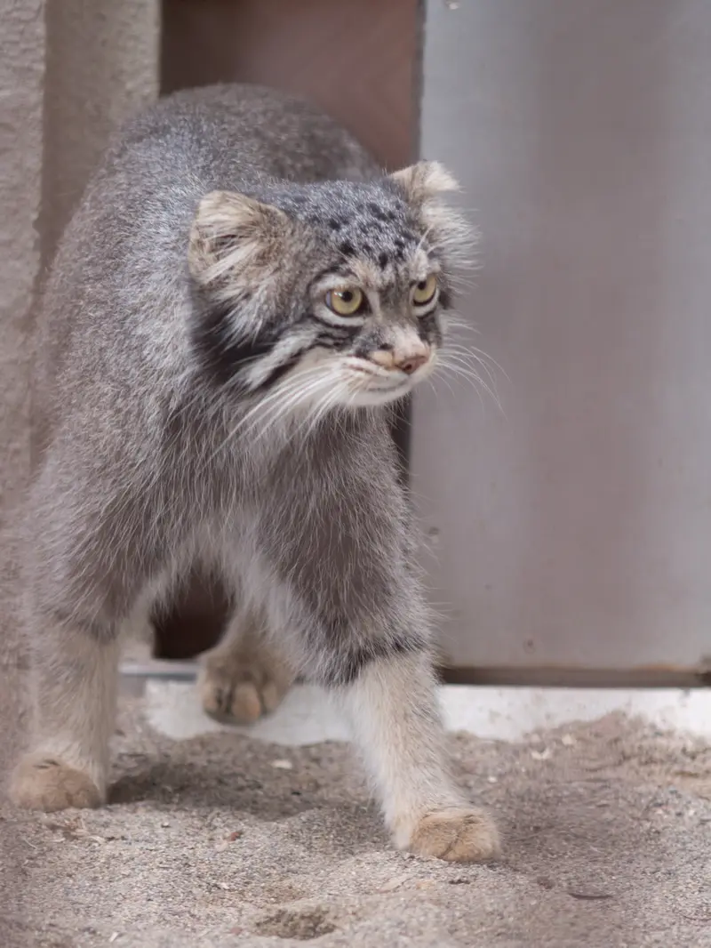 野毛山動物園のフィーガの写真