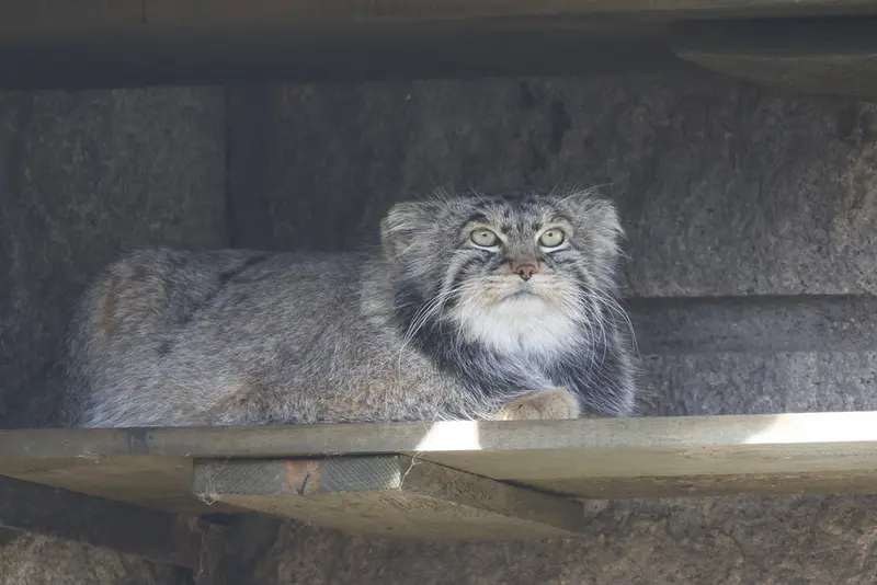 モスクワ動物園のティモフェイの写真