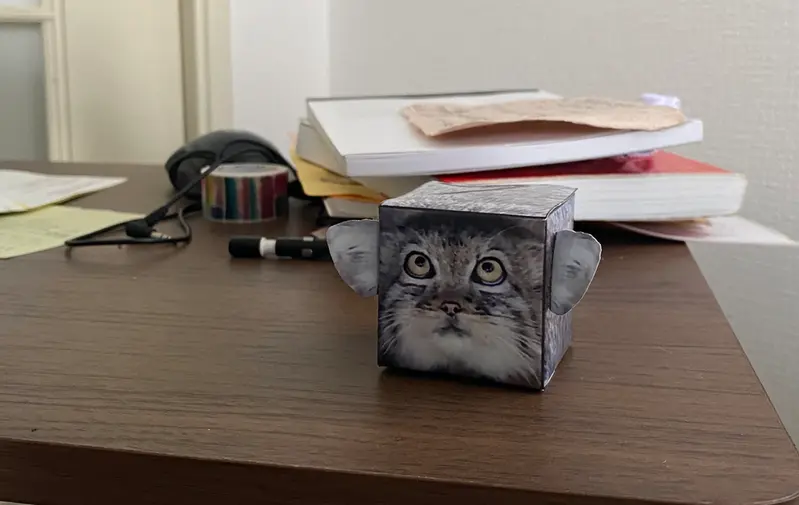 マヌルネコの写真