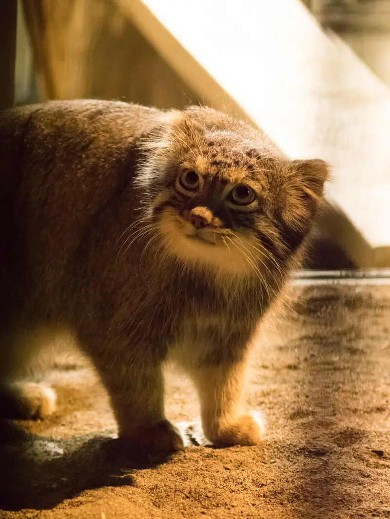 野毛山動物園のフィーガの写真