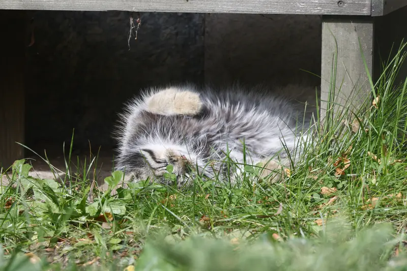 モスクワ動物園のティモフェイの写真
