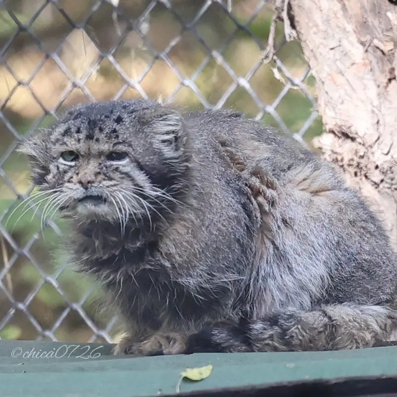 ノヴォシビルスク動物園のカラガンダの写真