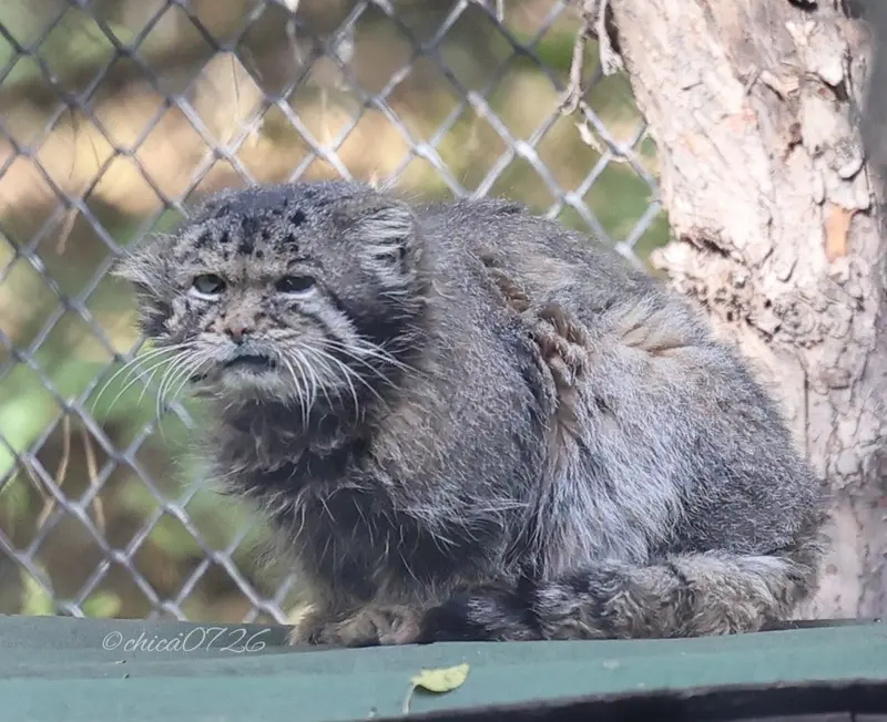 ノヴォシビルスク動物園のカラガンダの写真