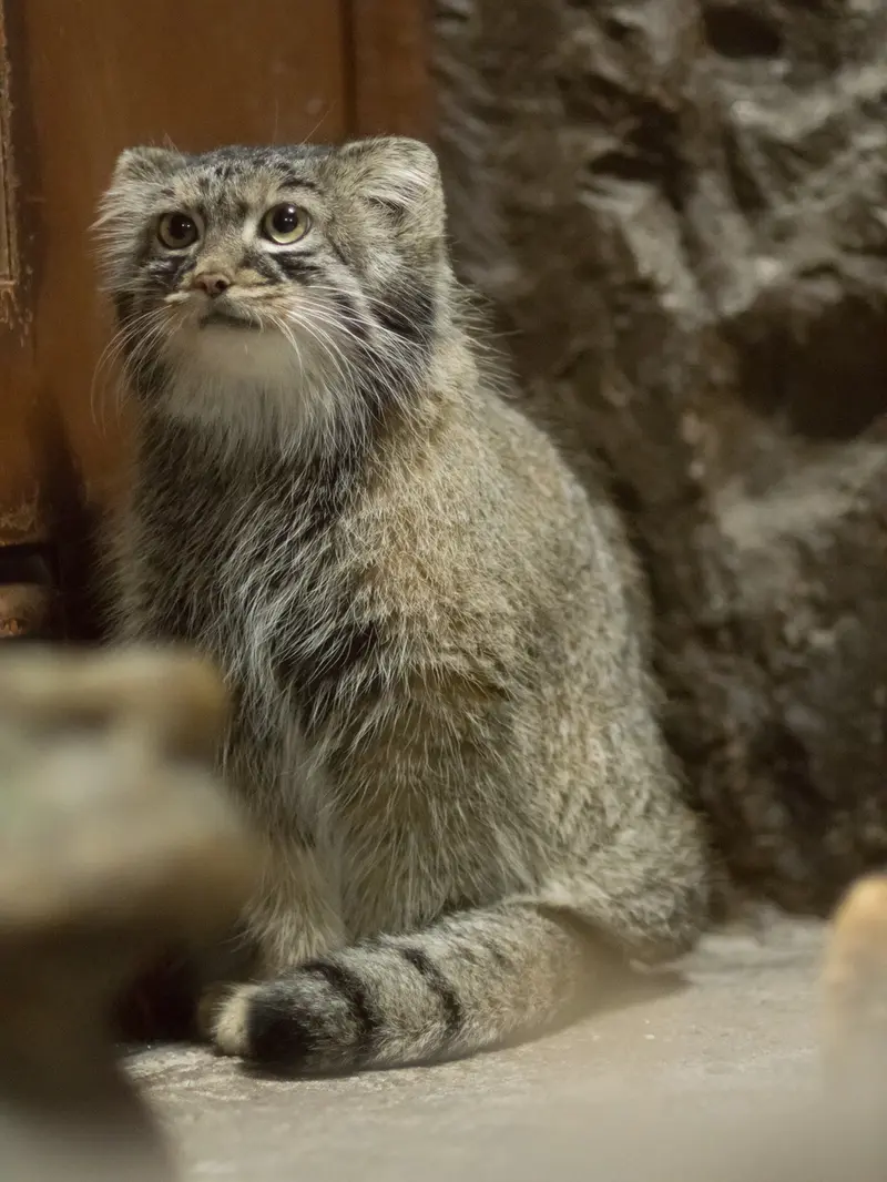 恩賜上野動物園のサフランの写真