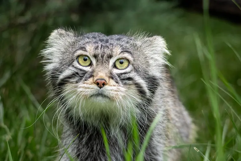 モスクワ動物園のティモフェイの写真