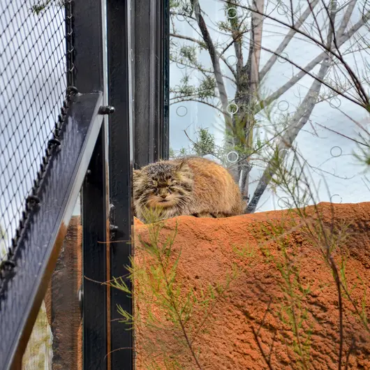 プラハ動物園のスパイの写真