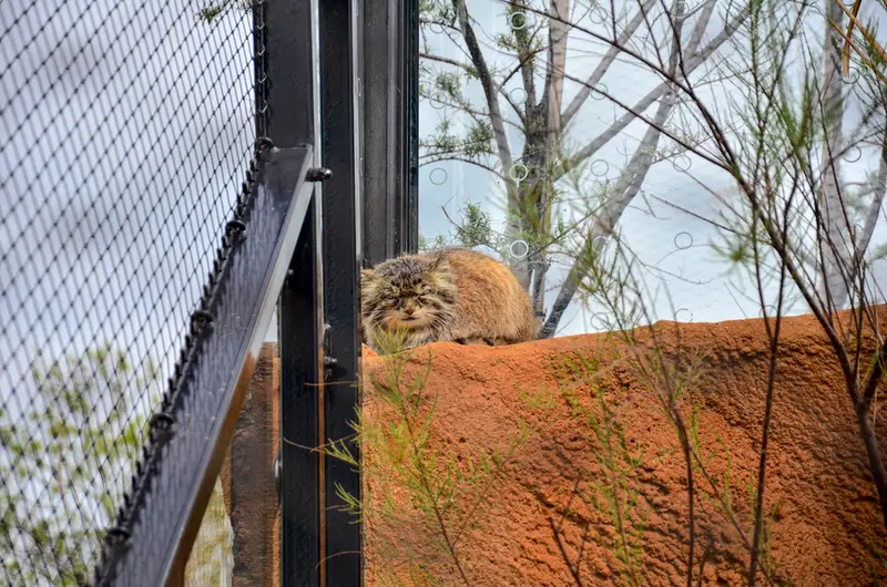 プラハ動物園のスパイの写真