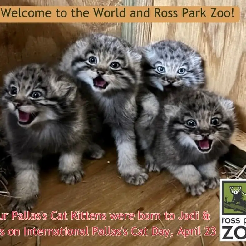 ビンガムトン動物園（ロス・パーク）のルカ、マカリ、カスパーとレザの写真