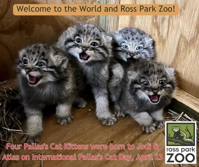 ビンガムトン動物園（ロス・パーク）のルカ、マカリ、カスパーとレザの写真