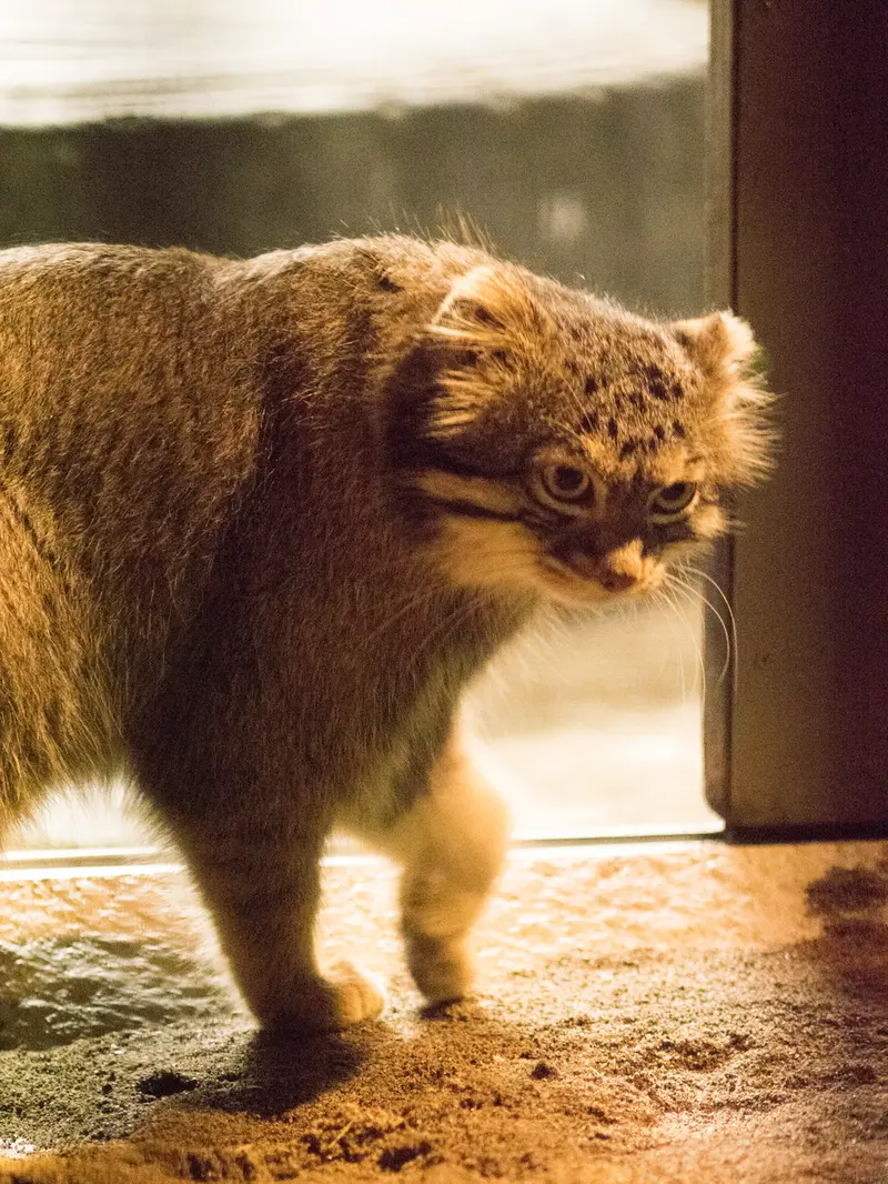 野毛山動物園のフィーガの写真