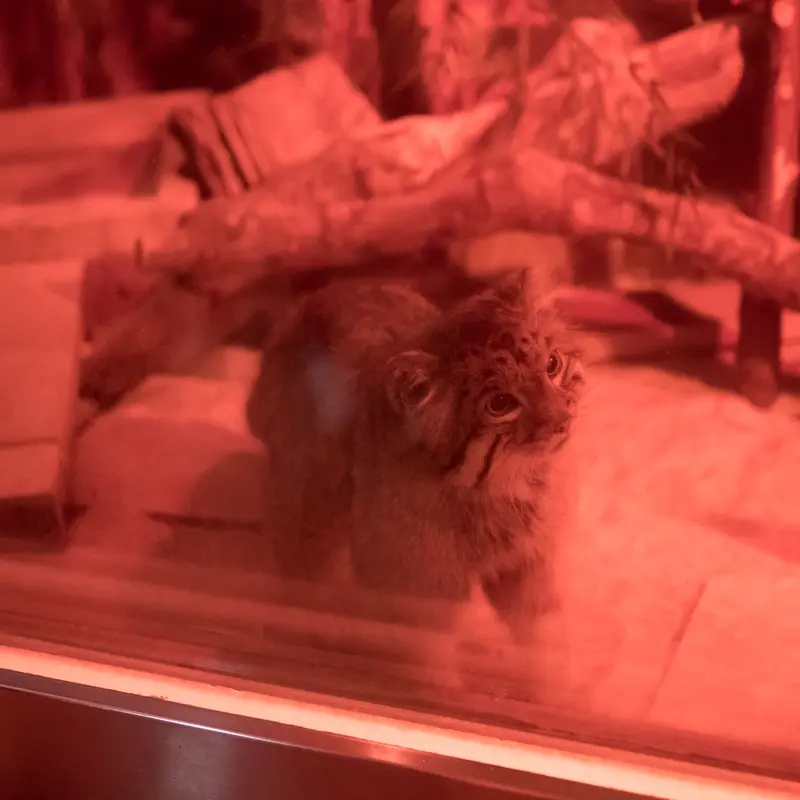 恩賜上野動物園のナイマの写真