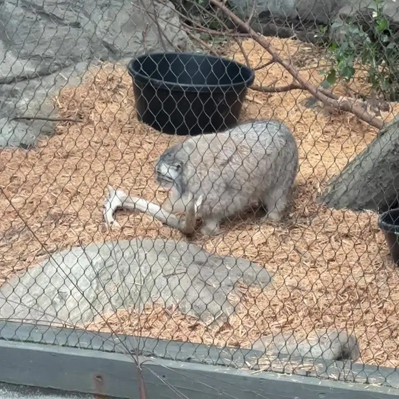 プロスペクト・パーク動物園のマヌルネコの写真