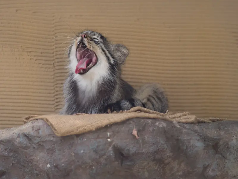 旭山動物園のヒデの写真