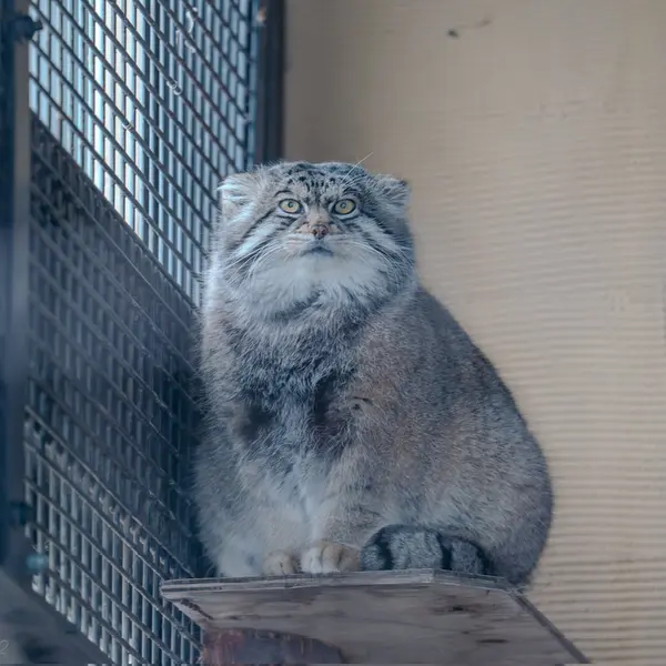 旭山動物園のグルーシャの写真