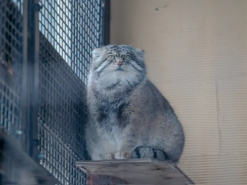 旭山動物園のグルーシャの写真