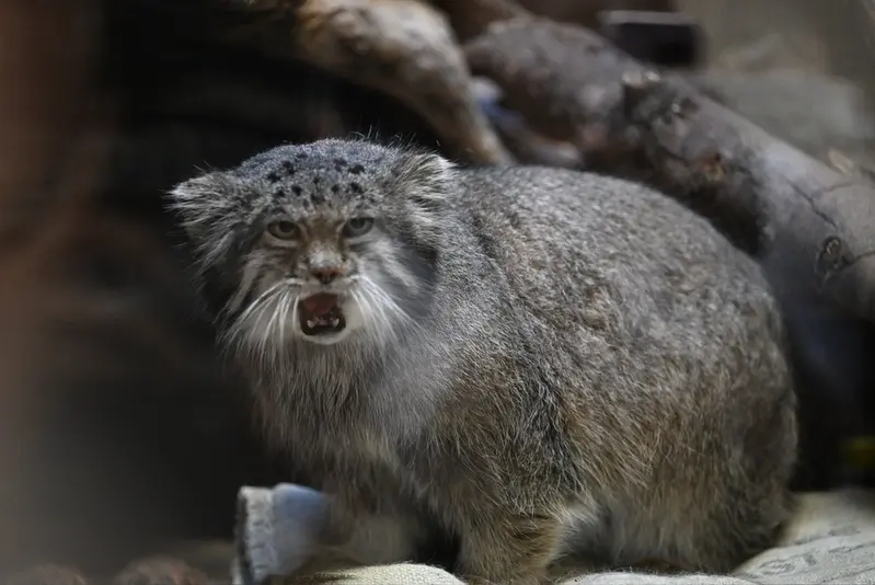 恩賜上野動物園のクリョンの写真