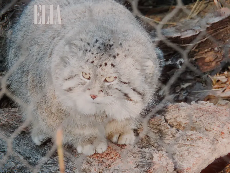 カルガリー動物園 / ワイルダー研究所のオラフの写真