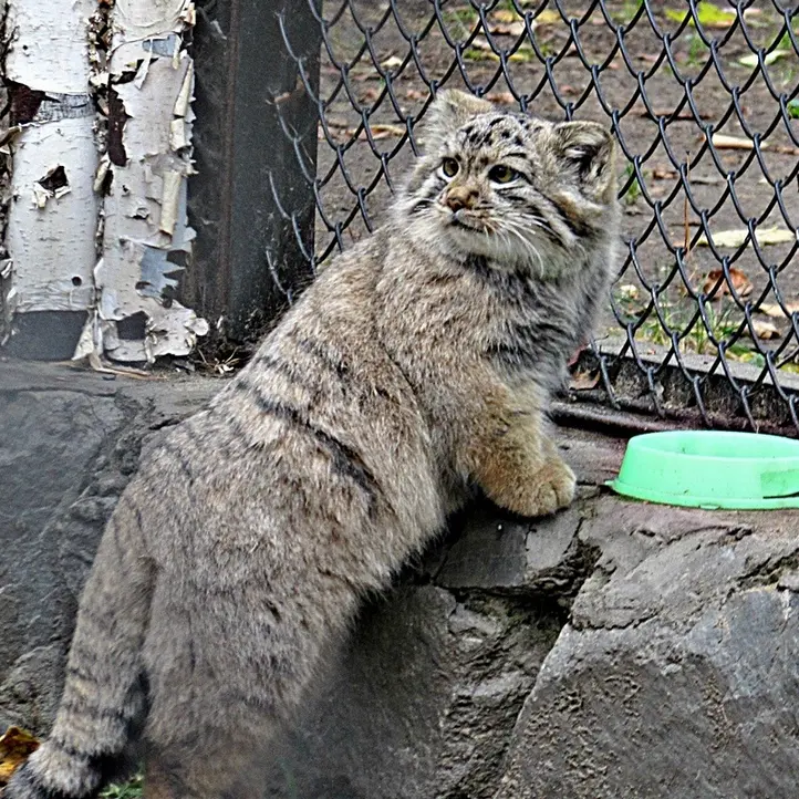 ノヴォシビルスク動物園のコソグラジクの写真