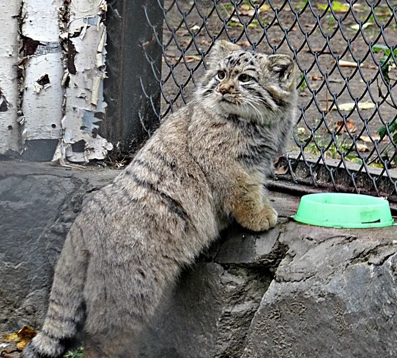 ノヴォシビルスク動物園のコソグラジクの写真