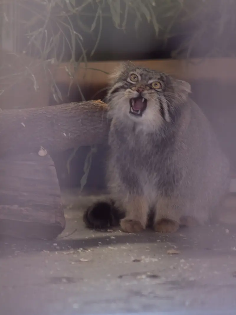 野毛山動物園のフィーガの写真