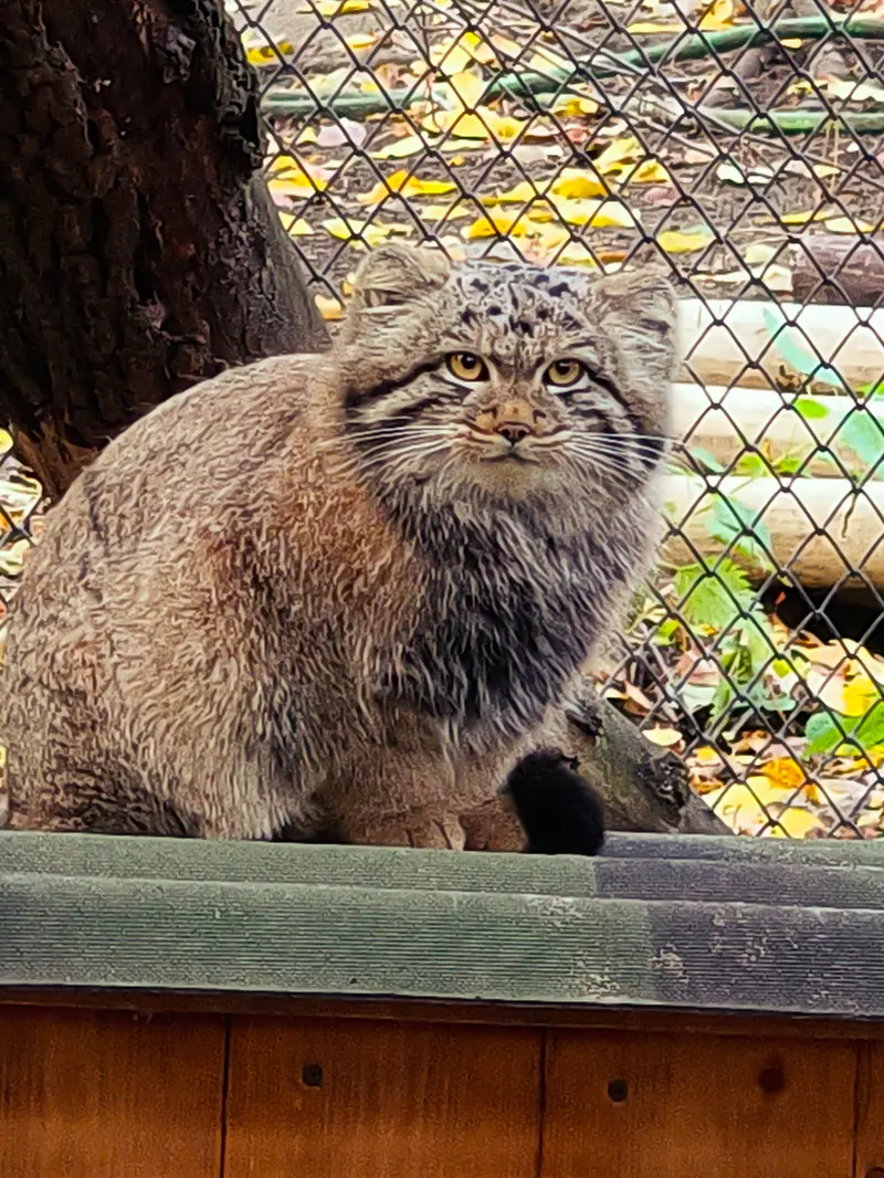 ノヴォシビルスク動物園のスネジャナの息子 b.2026 Ⅰの写真