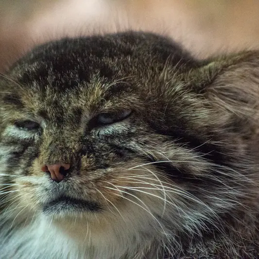 恩賜上野動物園のプリームラの写真
