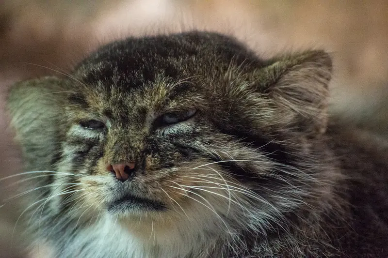恩賜上野動物園のプリームラの写真
