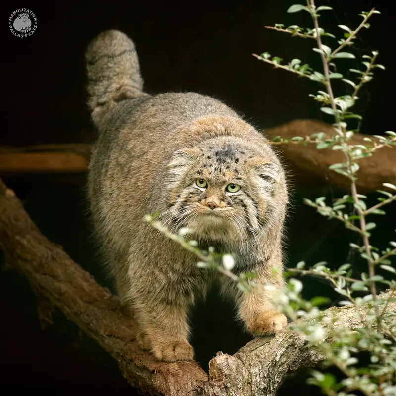 デッサウ動物園のデルスの写真