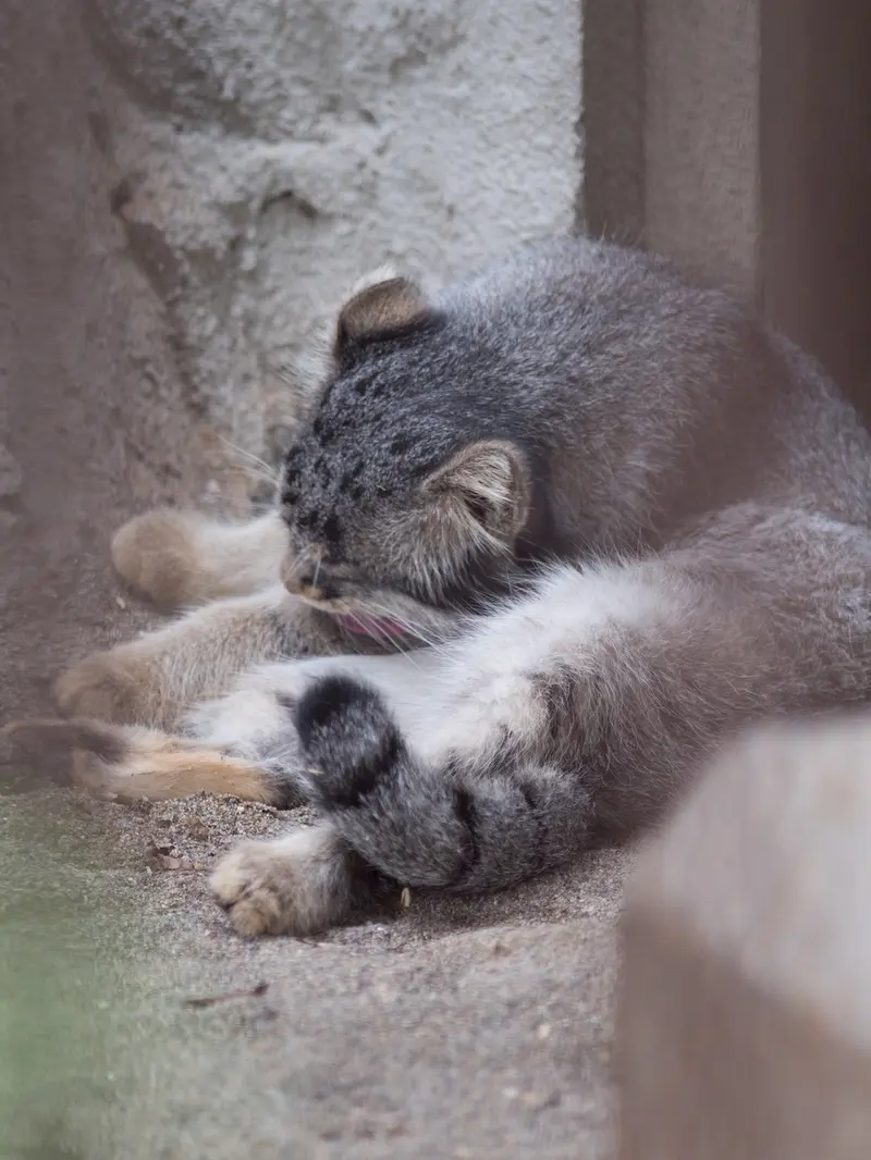 野毛山動物園のフィーガの写真