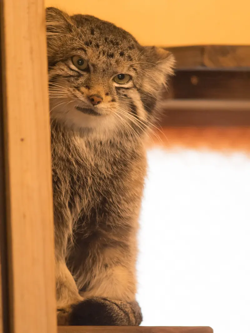 埼玉県こども動物自然公園のオトの写真