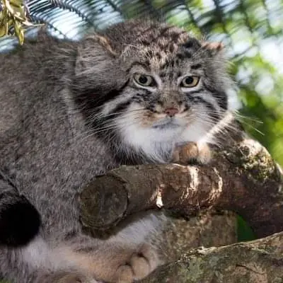 セゲド動物園のアドゥヴァの写真