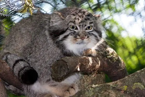 セゲド動物園のアドゥヴァの写真