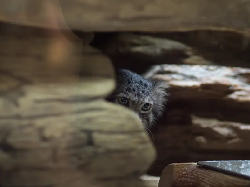 恩賜上野動物園のクリョンの写真