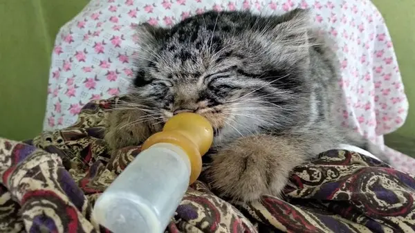 ダウルスキー保護区のダーシャの写真