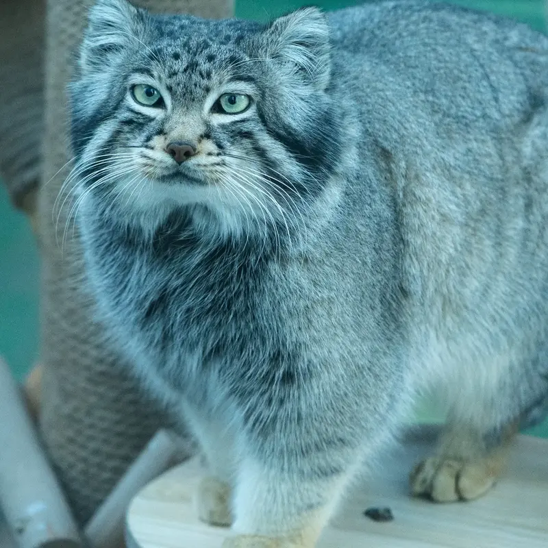 青海チベット高原野生動物園のスン・サンランの写真