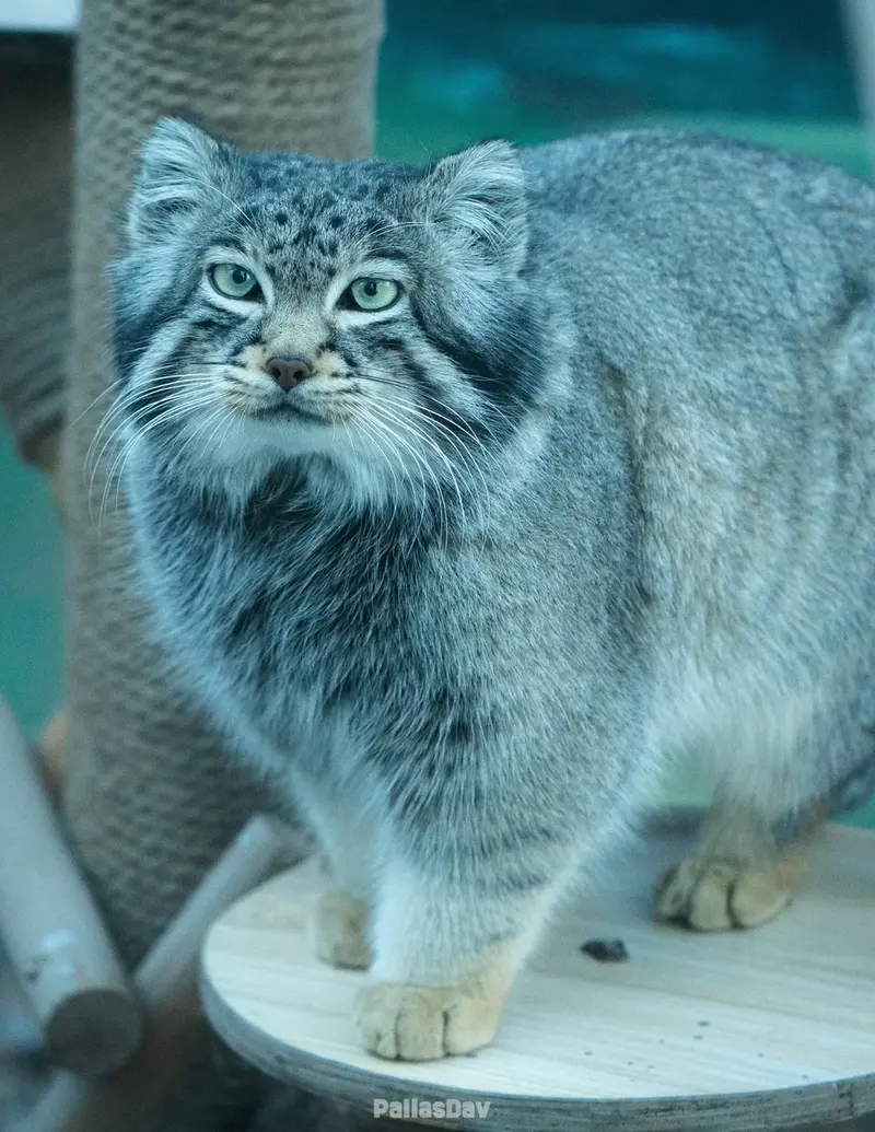 青海チベット高原野生動物園のスン・サンランの写真