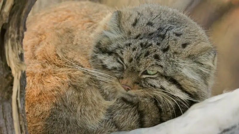 Novosibirsk Zooのジョージの動画