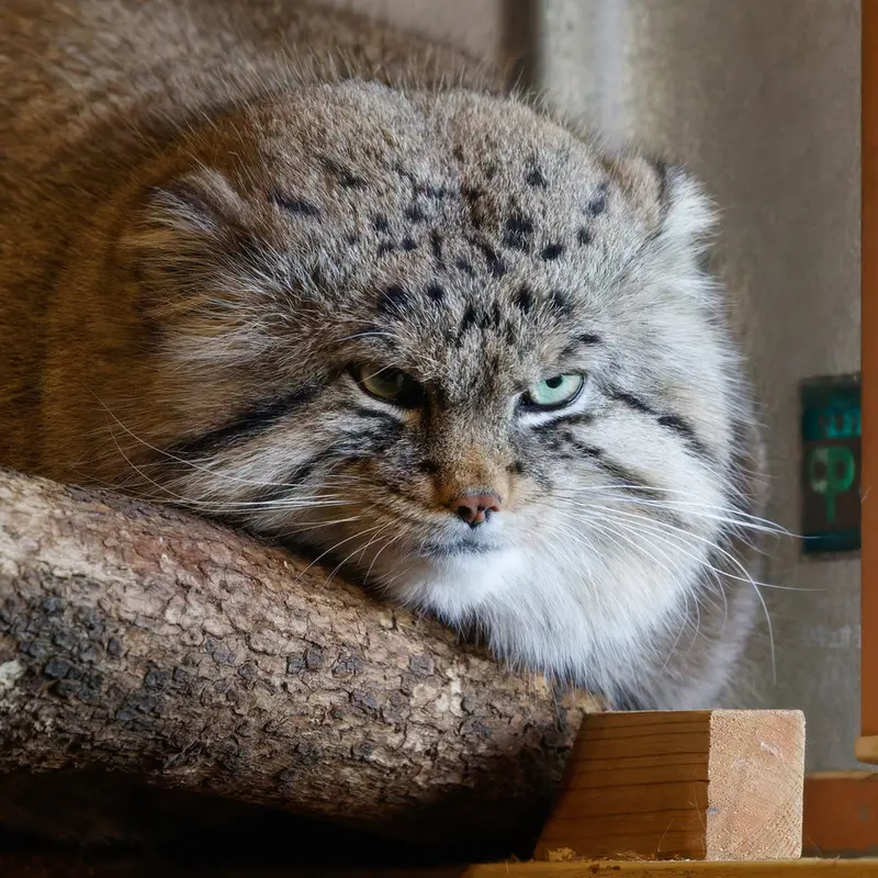 埼玉県こども動物自然公園のロータスの写真