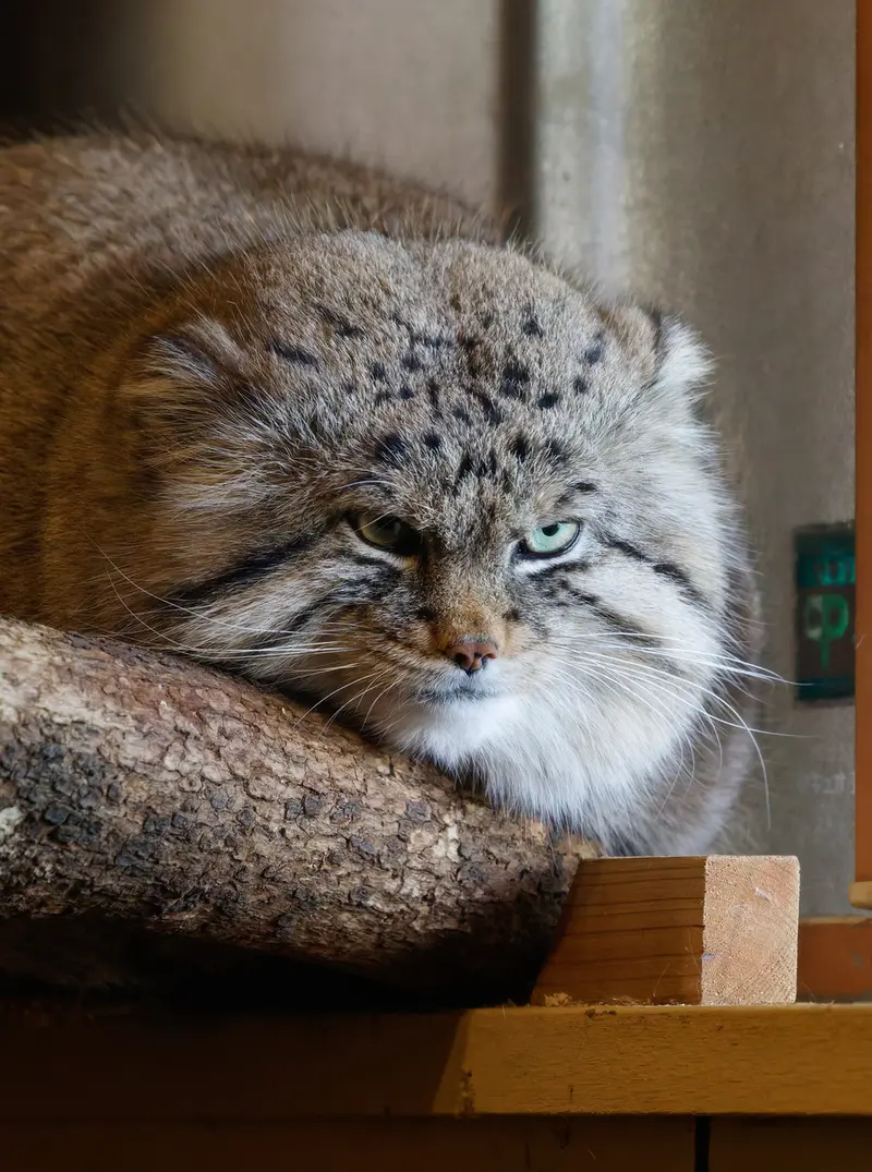 埼玉県こども動物自然公園のロータスの写真