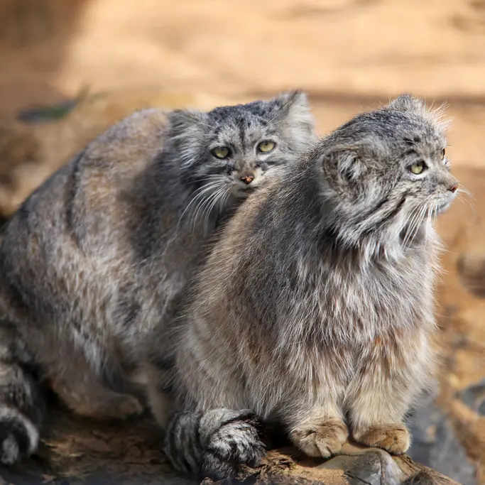 プラハ動物園のプリンセッサとスパイの写真